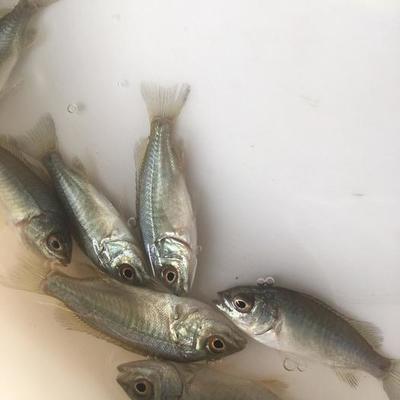 創寧水泵怎么分辨真假視頻(創寧水泵為什么貴)