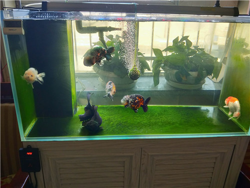 龍魚吃魚糧到底好不好呀怎么喂食