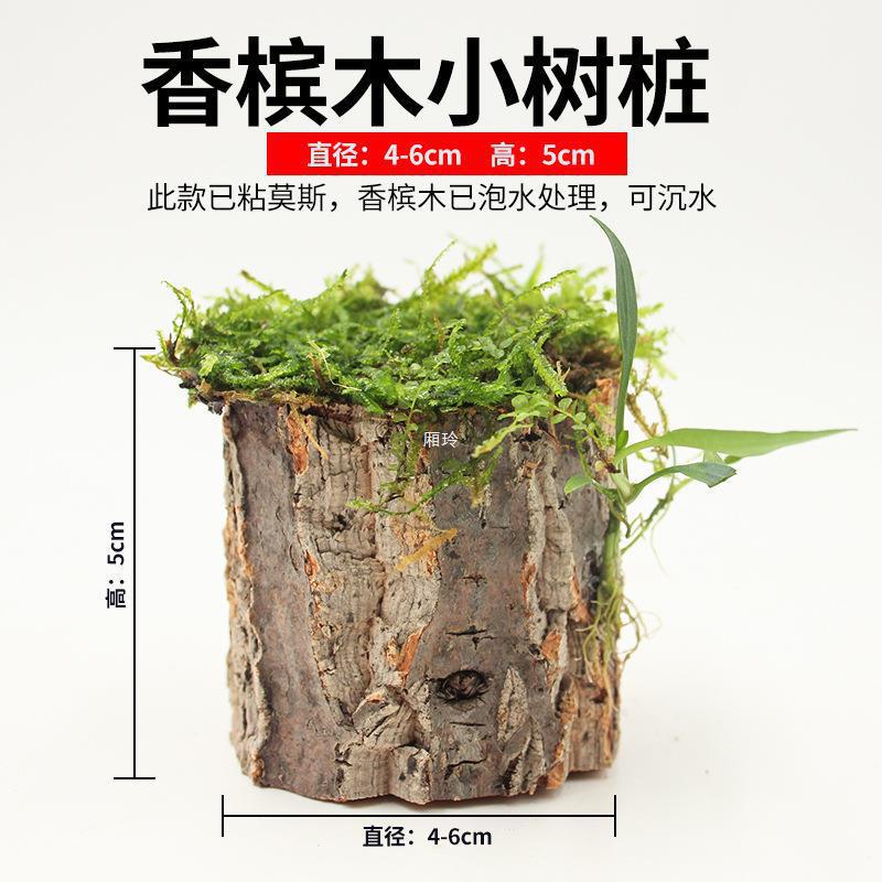 紅龍魚哪里產的最好養活:紅龍魚哪里產的最好養活紅龍魚水質管理技巧 紅龍魚百科 第1張 紅龍魚哪里產的最好養活:紅龍魚哪里產的最好養活紅龍魚水質管理技巧 紅龍魚哪里產的最好養活:紅龍魚哪里產的最好養活紅龍魚水質管理技巧 紅龍魚百科 第1張