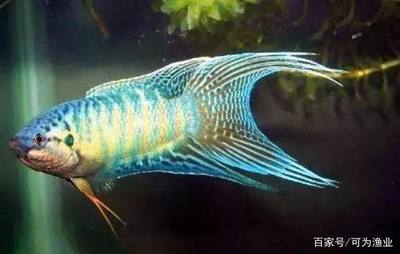 紅龍魚哪里產的最好養活:紅龍魚哪里產的最好養活紅龍魚水質管理技巧 紅龍魚百科 第2張 紅龍魚哪里產的最好養活:紅龍魚哪里產的最好養活紅龍魚水質管理技巧 紅龍魚哪里產的最好養活:紅龍魚哪里產的最好養活紅龍魚水質管理技巧 紅龍魚百科 第2張