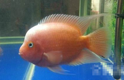 定做玻璃魚缸廠家直銷價格：水族箱定做制作廠家價格