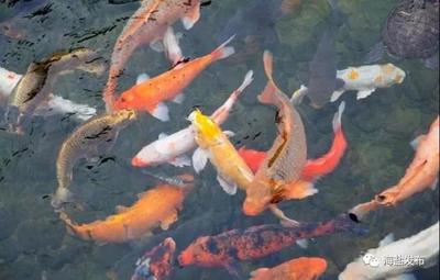 金龍魚禮品卡大全