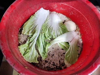 小魚缸底部鋪什么好看又實用(小魚缸底部鋪什么好看又實用圖片)