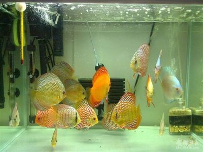 50cm過(guò)背金龍魚(yú)多少錢(qián)一條圖片欣賞（20厘米過(guò)背金龍魚(yú)圖片）