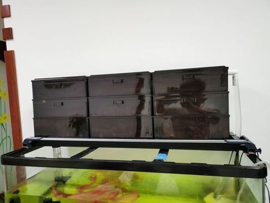 紅龍魚鱗片有白色絮狀 紅龍魚鱗片有白色絮狀 紅龍魚百科 第1張