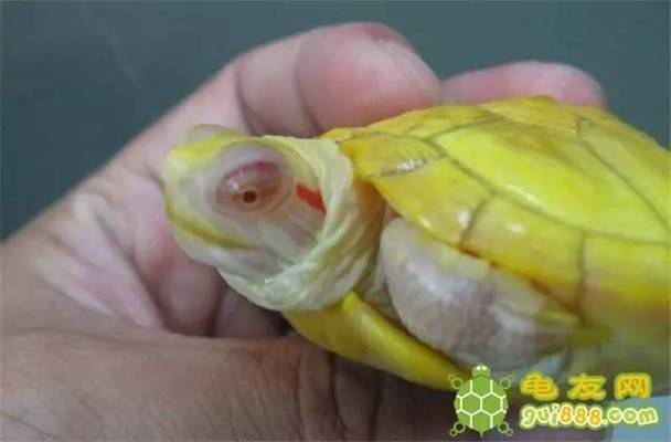 龍魚用甲硝唑多久換水好一點vs祥龍魚場：祥龍魚場龍魚用藥后水質管理甲硝唑對龍魚副作用介紹