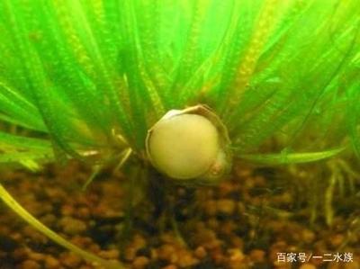 玻璃魚缸和陶瓷魚缸哪個(gè)貴：玻璃魚缸和陶瓷魚缸哪種更貴？
