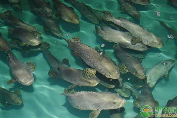 黃金河虎多大魚缸能養，黃金河虎多大魚缸能養的魚缸：家庭魚缸養魚的幾點建議