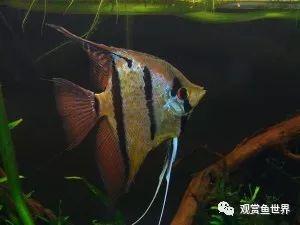 龍魚擺件的寓意和象征意義是什么