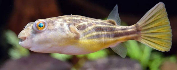 虎魚混養過濾系統選型，虎魚混養過濾系統的選型指南