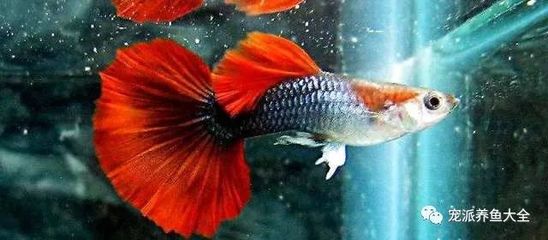 紅龍魚跟銀龍混養：紅龍魚和銀龍魚可以混養嗎？