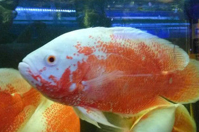 玻璃魚缸 自己做：如何自己制作一個玻璃魚缸，包括購買材料、設計尺寸、打膠等步驟