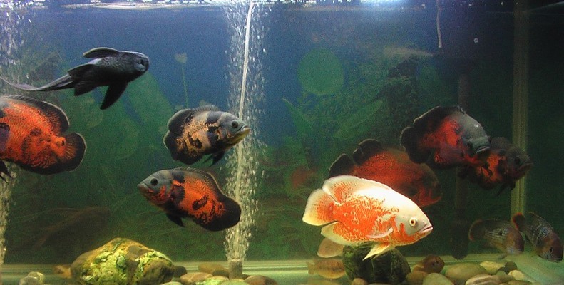 欽州二手龍魚:1米長過背金龍魚價值 欽州二手龍魚:1米長過背金龍魚價值 金龍魚百科 第2張