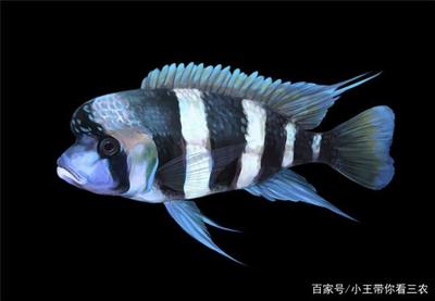 白溝商貿城有賣魚缸的嗎多少錢一個平方米：白溝商貿城是否有賣魚缸的以及魚缸的價格范圍 白溝商貿城有賣魚缸的嗎多少錢一個平方米：白溝商貿城是否有賣魚缸的以及魚缸的價格范圍 魚缸百科 第2張