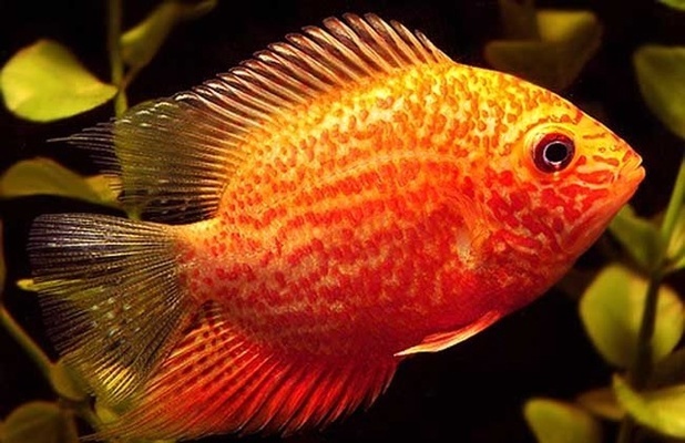 60寬80高的魚缸造景：60cm寬80cm高的魚缸造景的基本原則包括這些基本原則