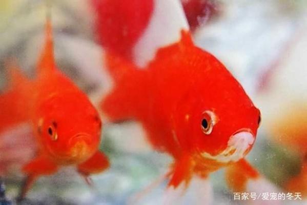 鱷龜生活在哪里喜歡什么環境