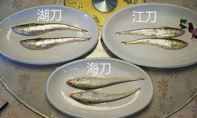 5公分小金龍魚購買最佳時(shí)期，如何挑選一條好的過背金龍魚