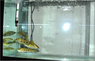 龍魚掉眼不管它會怎么樣