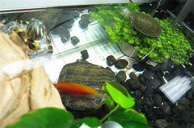大魚缸的價格是多少：亞克力大魚缸價格根據不同類型和定制需求有所不同
