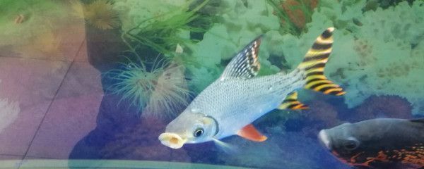 魟魚怎么下缸：魟魚下缸指南