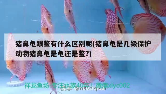 豬鼻龜跟鱉有什么區別呢(豬鼻龜是幾級保護動物豬鼻龜是龜還是鱉?)