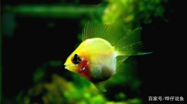 怎么區分過背金龍魚，何為過背金龍魚 怎么區分過背金龍魚，何為過背金龍魚 金龍魚百科 第1張