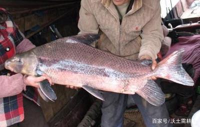 銀龍魚嘴爛了怎么回事啊視頻教程(銀龍魚嘴巴爛了怎么辦)