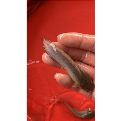 1米2的魚缸養(yǎng)幾條草金魚