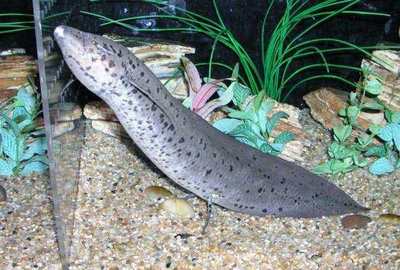 家養(yǎng)豬鼻龜壽命多長時間能長大呀(豬鼻龜最大能養(yǎng)到多大) 家養(yǎng)豬鼻龜壽命多長時間能長大呀(豬鼻龜最大能養(yǎng)到多大) 豬鼻龜百科 第1張