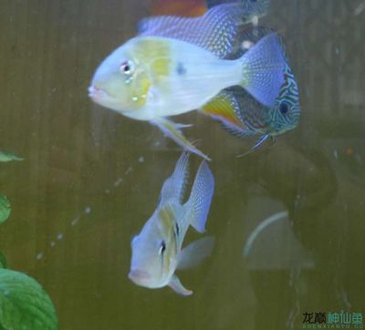 虎魚喂啥：關于虎魚喂養的信息，您可以采取以下措施幫助您更好地喂養虎魚
