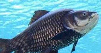 銀龍魚爛尾爛鰭怎么辦圖片視頻教程(銀龍魚爛嘴爛尾怎么辦) 銀龍魚爛尾爛鰭怎么辦圖片視頻教程(銀龍魚爛嘴爛尾怎么辦) 銀龍魚百科 第1張