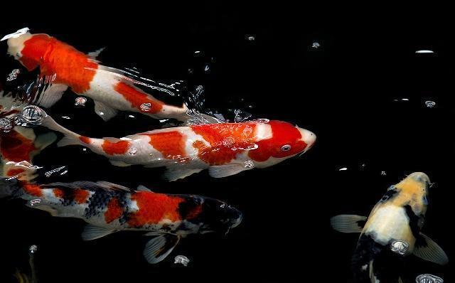 創寧創星森森yee哪個水泵好 森森魚缸 第1張 創寧創星森森yee哪個水泵好 創寧創星森森yee哪個水泵好 森森魚缸 第1張