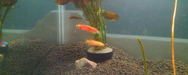 紅龍魚眼睛往里凹