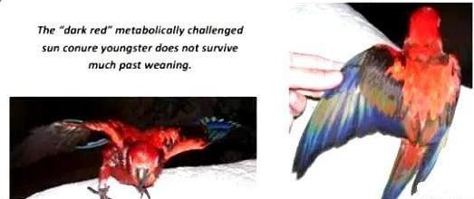 龍魚如何麻醉最好用vs祥龍魚場：祥龍魚場評價龍魚麻醉安全劑量