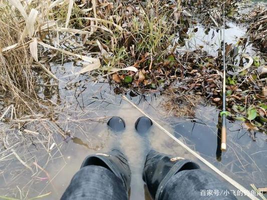 豬鼻龜二級保護動物是什么動物圖片(豬鼻龜是不是國家保護動物)