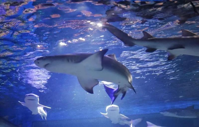 天津水族店，天津有哪些知名的水族造景師 天津水族店，天津有哪些知名的水族造景師 全國(guó)水族館企業(yè)名錄 第2張