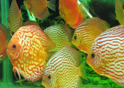 龍魚趴缸是什么問題導致的vs祥龍魚場：龍魚趴缸的原因有哪些