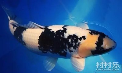 博特加熱棒E3(博特加熱棒E3是什么意思)