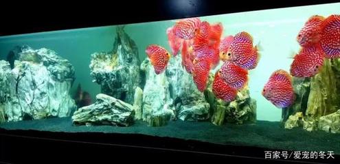 龍魚不肯吃東西的原因是什么引起的 龍魚百科 第3張 龍魚不肯吃東西的原因是什么引起的 龍魚不肯吃東西的原因是什么引起的 龍魚百科 第3張