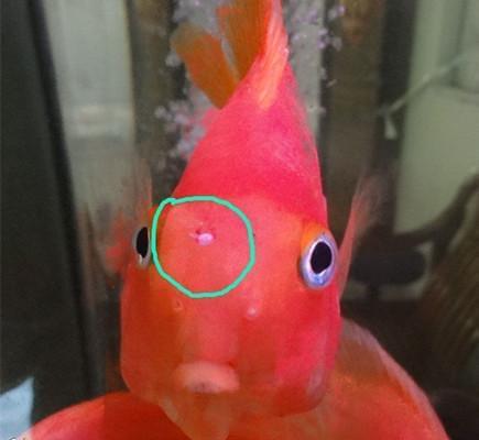 雜紋虎魚能長多大的魚：雜紋虎魚的生長情況和飼養條件的不同而有所差異