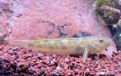 大型魚缸清潔魚選什么好:大型魚缸清潔魚的優點和注意事項 魚缸百科 第1張 大型魚缸清潔魚選什么好:大型魚缸清潔魚的優點和注意事項 大型魚缸清潔魚選什么好:大型魚缸清潔魚的優點和注意事項 魚缸百科 第1張
