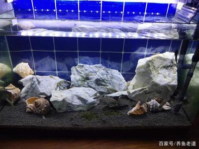 小銀龍魚水溫多少合適養(養銀龍魚水溫是多少)