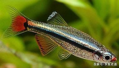 玫瑰鯽為啥不建議養魚,養魚老道,大帆玫瑰鯽為啥不建議養家居采暖小火 龍魚百科 第4張 玫瑰鯽為啥不建議養魚,養魚老道,大帆玫瑰鯽為啥不建議養家居采暖小火 玫瑰鯽為啥不建議養魚,養魚老道,大帆玫瑰鯽為啥不建議養家居采暖小火 龍魚百科 第4張