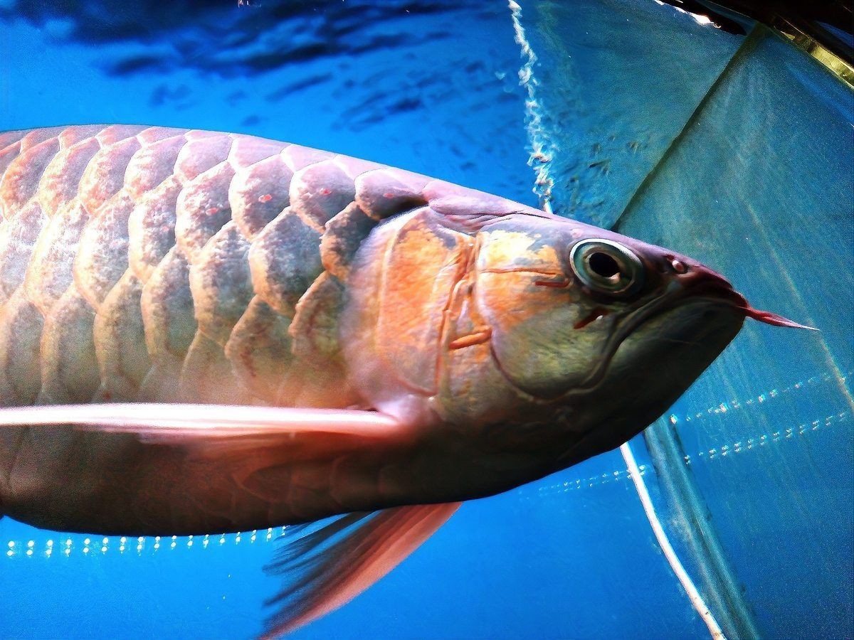 玫瑰鯽為啥不建議養魚,養魚老道,大帆玫瑰鯽為啥不建議養家居采暖小火 龍魚百科 第2張 玫瑰鯽為啥不建議養魚,養魚老道,大帆玫瑰鯽為啥不建議養家居采暖小火 玫瑰鯽為啥不建議養魚,養魚老道,大帆玫瑰鯽為啥不建議養家居采暖小火 龍魚百科 第2張