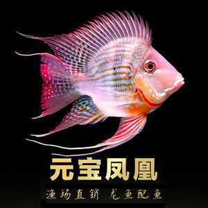 搬魚缸多少錢一次合適：搬魚缸的費用主要取決于魚缸的大小