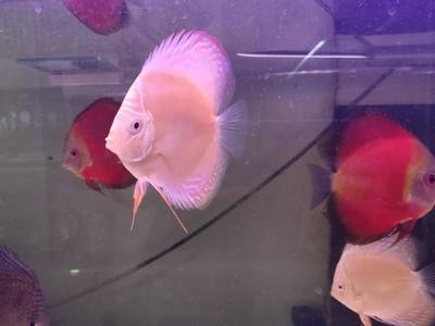 金龍魚可以喂螞蚱嗎