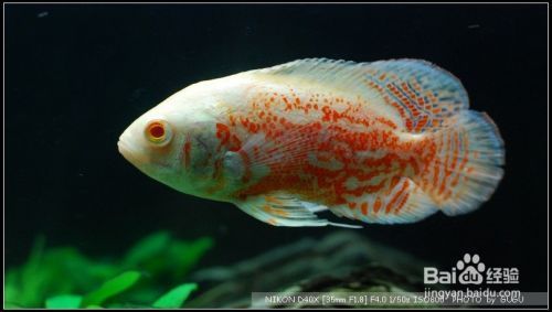 森森魚缸一定要15天放水 森森魚缸一定要15天放水 森森魚缸 第2張