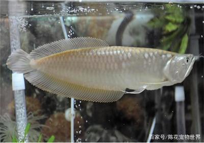 創(chuàng)寧和森森變頻加熱棒哪個好用(創(chuàng)寧與森森變頻魚缸水泵哪個好) 創(chuàng)寧和森森變頻加熱棒哪個好用(創(chuàng)寧與森森變頻魚缸水泵哪個好) 創(chuàng)寧水族 第2張