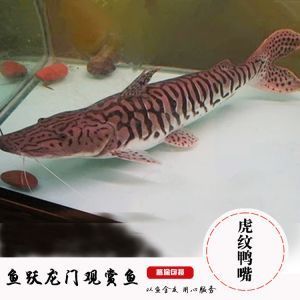 虎魚嚴(yán)重蒙眼怎么處理圖片：虎魚嚴(yán)重蒙眼怎么辦
