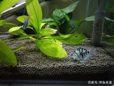 虎魚嚴重蒙眼怎么處理圖片：虎魚嚴重蒙眼怎么辦